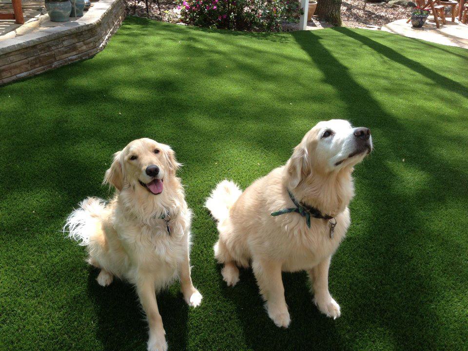 Pet Friendly Artificial Grass